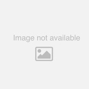 ISRAEL: A SPECIAL TREASURE MP3